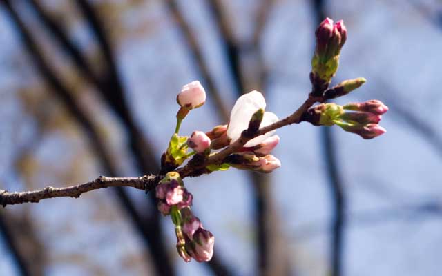 一昨日よりも開花してる数が多くなってました…つか、同じ木の別の枝でもぽつぽつと開花…今回の観察対象は最も成長が遅いかもしれん＼(T_T)／