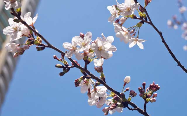 お昼の買い物に出たら、むしろ駅前の方が開花進んでいるコトに気付く…これは武蔵小杉グランツリー脇(^_^;)もう7〜8分かなー