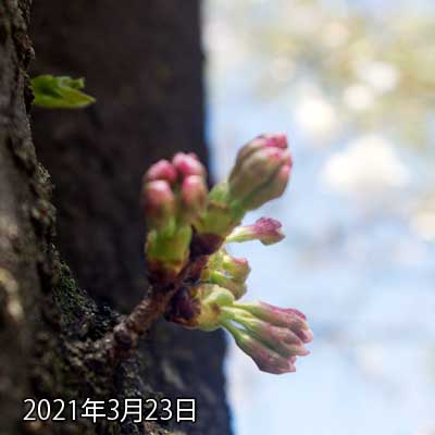 【武蔵小杉の桜(定点観測2021)】3月23日、昨日の今日なので変化は…うーん、少し先っぽ伸びたかな?って感じ…が、やはり違いは少ないね〜ヽ(^.^;)丿