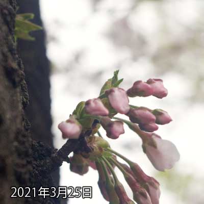 【武蔵小杉の桜(定点観測2021)】3月25日、一昨日より伸びた関係で、先っぽが重くなり、画面からはみ出してしまいましたな…(^_^;)これ、咲くと半分より下に全部寄ってしまうか…位置補正するかね?(^_^;)