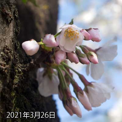 【武蔵小杉の桜(定点観測2021)】3月26日、流石に今日はダメでしたが、明日には全部開きそうです(^_^;)しかし、急に成長したなぁ…あ、トリミング位置を調整しました(^_^;)