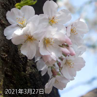 【武蔵小杉の桜(定点観測2021)】3月27日、観察対象は半分咲いたかなーヽ(^.^;)丿いやもう、周囲の方がもっと咲いとるですよ(^_^;)今回の対象は遅かったーヽ(^.^;)丿