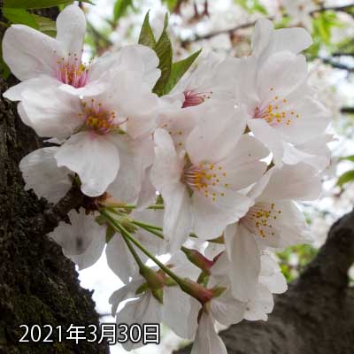 【武蔵小杉の桜(定点観測2021)】3月30日、昨日との大きな差異はありませぬ…が、後ろに隠れてる葉っぱがだんだん開いてきてる気がする…(^_^;)