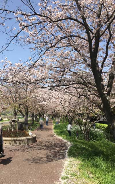 その、ちょっとお歩きに行った先、あー…もっとレンズ効果で桜が密になってくれれば良かったかなーヽ(^.^;)丿つか、葉っぱ見え始めとるしの…(^_^;)