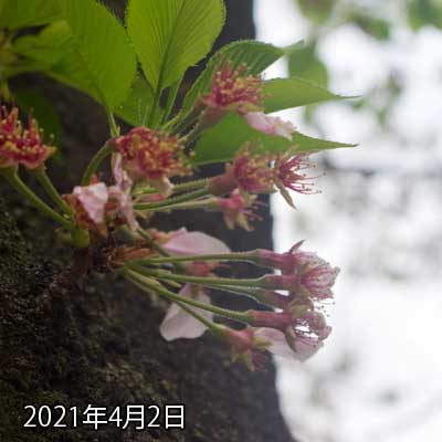 【武蔵小杉の桜(定点観測2021)】4月2日、2日見なかっただけなのに、すかーり花びらが…向こうにちょっと残ってるけど、明日には無くなってそーすね…(^_^;)