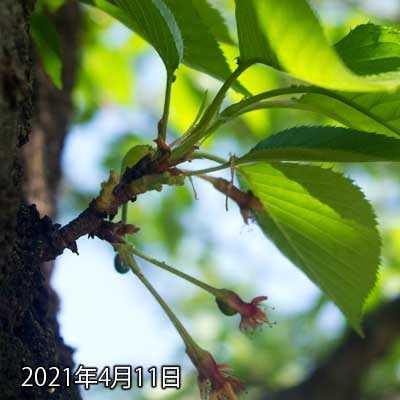 【武蔵小杉の桜(定点観測2021)】4月11日、なかなか軸は落ちませぬな…(^_^;)その先っぽが何気に丸くなっとりますな…(^_^;)