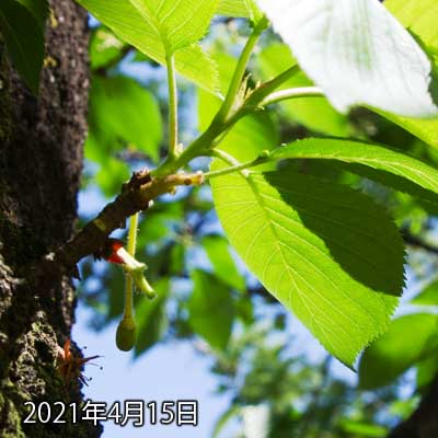 【武蔵小杉の桜(定点観測2021)】4月15日、動画には組み込まれてますが、一応今日の分のお写真も載せておくw