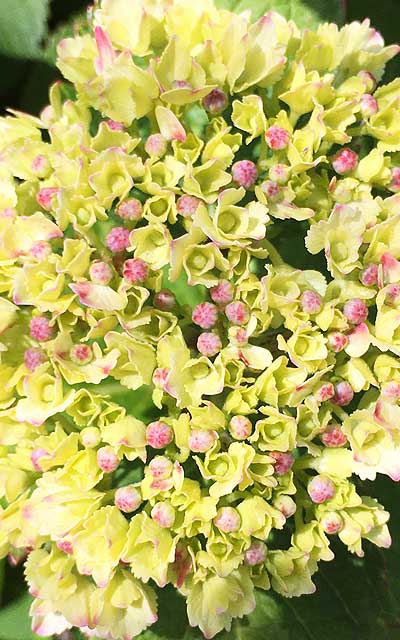 少し歩いておこうと、ちょっと多摩川沿いをば…紫陽花か…まだ蕾の状態ですなーヽ(^.^;)丿