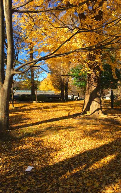 帰り際公園内を少し回ってお写真とか…黄色い葉っぱで覆われた地面とゆー、素材的にはイイモノが撮れたっ!と、思いつつ、家に戻って確認したら…ま…マスク落ちてたやないかーいっ!ヽ(^.^;)丿あぁ…