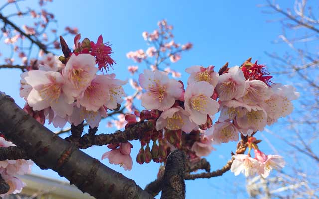 約10日前の2月7日は蕾が多かったけど、地面には結構花びらが落ちててだな…(^_^;)季節の巡りは早いのぉ…