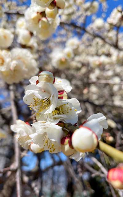 昨日一昨日も写真は撮ってますが…梅の花に寄っての撮影で…後ろのボケ悪くないぢゃん…あぁ…＼(T_T)／