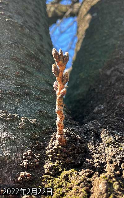 【武蔵小杉の桜(定点観測2022)】2月22日、今年の観察対象も初めて撮影、時間のせいもありましたが、やけに明るいのと、何やら斜光みたいなのが入ってしまった…尚、まだ大きな変化は無いよーです(^_^;)