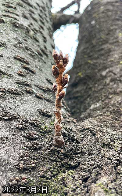 【武蔵小杉の桜(定点観測2022)】3月2日、前回の2月22日よりは少し膨らんでるかな〜…って感じではある(^_^;)