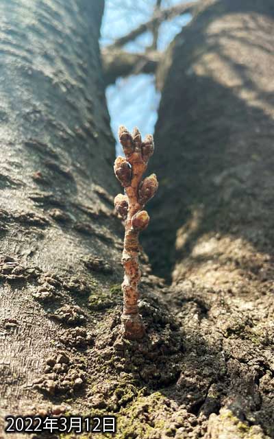 【武蔵小杉の桜(定点観測2022)】3月12日、一見変化無く見えますが、右下の蕾の先端に薄緑の部分が現れており、この感じだと来週中には先が伸びてくるんでわのいかと…(^_^;)いよいよかの?