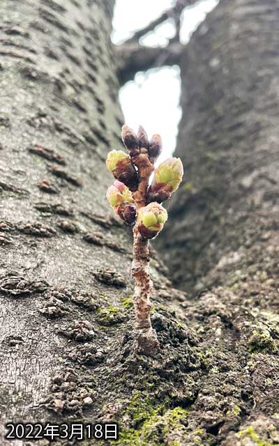 【武蔵小杉の桜(定点観測2022)】3月18日、先っぽ出っ張り始めました…この連休中に咲くコトは無いと思いますが、来週前半には咲く可能性もありそうな…