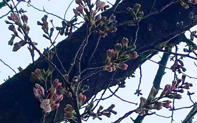隣の木には花びらが出てるのが…実は1輪咲いてるのがあったのですが、iPhoneのカメラでは撮れない(高い)位置にあって断念(小さ過ぎてピントが合わん、一眼なら難なく撮れてるんだが ^_^;)