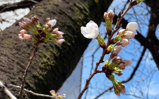 普段の観察場所からは少し離れたトコの桜ですが、こんな感じな木が結構増えてきたかもしれません(^_^;)