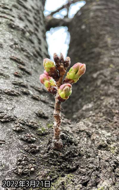 【武蔵小杉の桜(定点観測2022)】3月21日、多少は伸びてるものの、まだまだな感じ、周囲の木々も「もう咲くっ!」って手前なのが多いですが、開花には至っておらず…明日辺りからぶわ〜…っと咲き始めるかな??