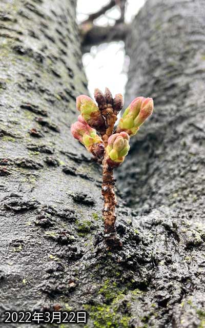 【武蔵小杉の桜(定点観測2022)】3月22日、昨日より少し膨らんだか?雨とか霙っぽい天候なのに、しかーり咲いてるやつもいくつか…(^_^;)