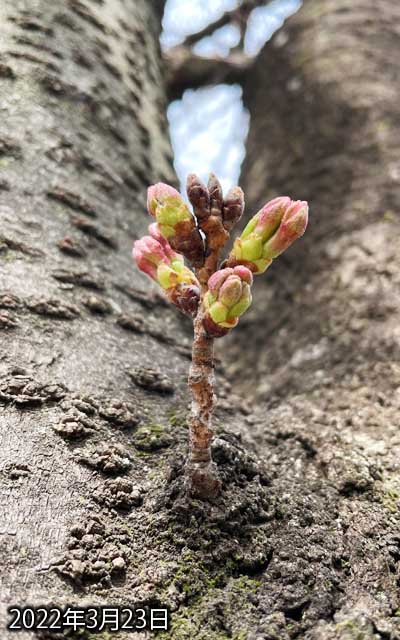 【武蔵小杉の桜(定点観測2022)】3月23日、昨日からの変化はほとんどナシ(^_^;)、でも周囲はぽつぽつ咲き始めている…やっぱ今週末位に満開を迎えそう??