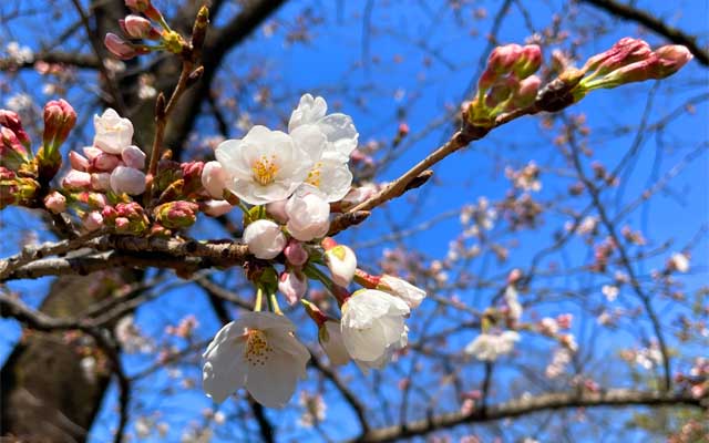 木によって差はありますが、まだ全然咲いてないのもあれば、2〜3分位咲いてるのもあるよーです(^_^;)