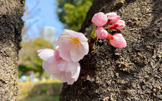 3月16日に赤くなってたやつですが、その後は少々遅れ…昨日は咲いてなかったですが、今日花開きましたヽ(^.^;)丿