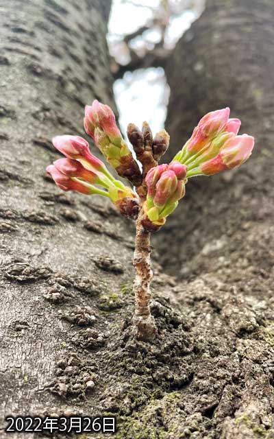 【武蔵小杉の桜(定点観測2022)】3月26日、昨日からの差が大きい…(^_^;)もしかしたら明日咲くかもしれんけど、今夜の天候もあるしなーヽ(^.^;)丿