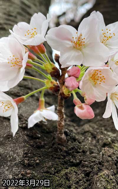【武蔵小杉の桜(定点観測2022)】3月29日、昨日よりは少し花びらの開きが大きくなった感じ…まだ開いてないのあるし、てっぺんの3つもまだまだ…今日のこの天気の反動で一気に進んでくれないかしらん?(^_^;)