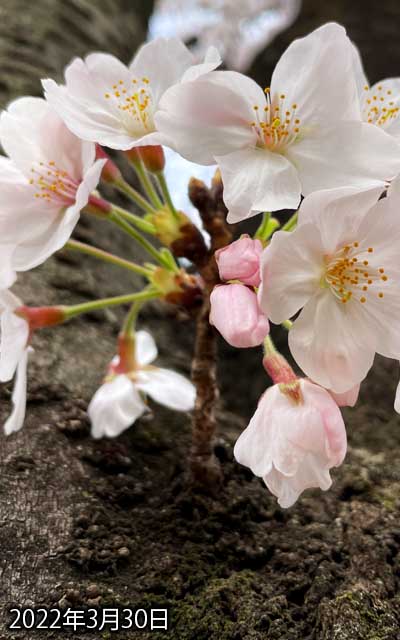 【武蔵小杉の桜(定点観測2022)】3月30日、画面いっぱいになってきたな(^_^;)これでまだ3輪固いままだってーのが…(^_^;)