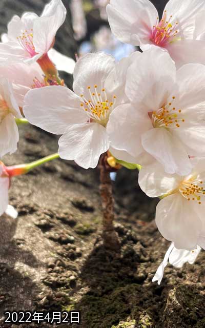 【武蔵小杉の桜(定点観測2022)】4月2日、全体的に見て、ギリギリ花見が出来るのは明日いっぱいでしょうかねぇ…(^_^;)結構な人出となっておりましたわよヽ(^.^;)丿