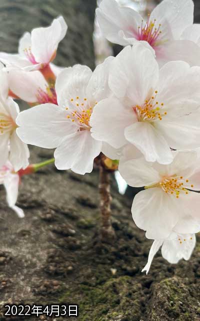 【武蔵小杉の桜(定点観測2022)】4月3日、雨降りの中、とりあえず確認だけはしておく…(^_^;)まぁ、この天気だし、変化は特に無い…隠れてるのも進展は無かった(^_^;)