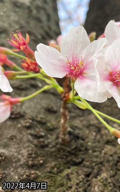 【武蔵小杉の桜(定点観測2022)】4月7日、花びらだいぶ落ちましたな…(^_^;)今週中には全部落ちてそうだ…