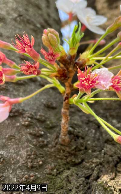 【武蔵小杉の桜(定点観測2022)】4月9日、手前の花びらは大方落ちちゃいました、今日は風強かったからなぁ…お陰で隠れてて見難くなってたてっぺんのが見えるように…(^_^;)
