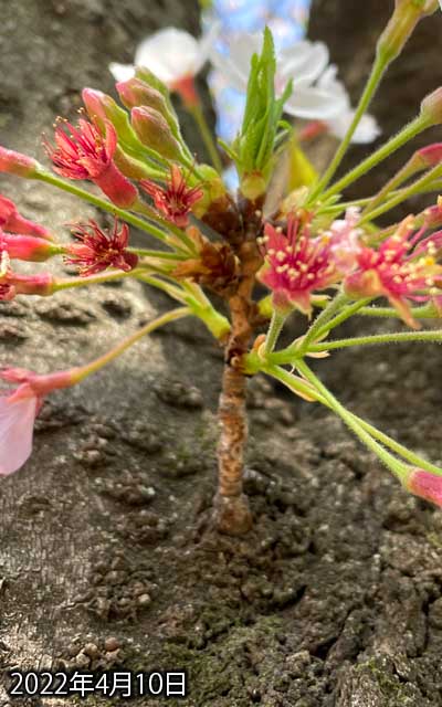 【武蔵小杉の桜(定点観測2022)】4月10日、てっぺんの葉っぱが順調に伸びております(^_^;)