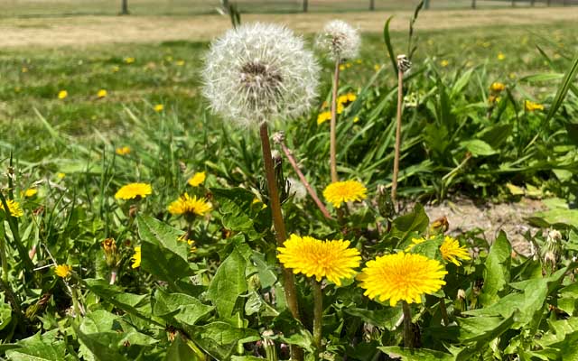 多摩川散歩(大田区側)す、去年も今時分にこの辺りでお写真撮って背景素材に使ってたのぉ…(^_^;)