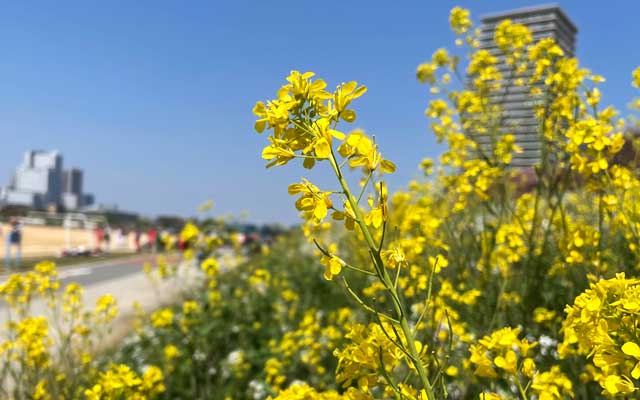 菜の花がイイ色出しておりました、ハマダイコンは下火かな?で、まだ桜の花も残ってたりする華やかな土手沿いだったのでした＼(^o^)／