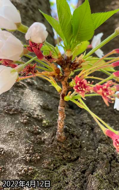 【武蔵小杉の桜(定点観測2022)】4月12日、てっぺんの左側が咲いていた…慌てて咲かせてるんぢゃなイカ?ヽ(^.^;)丿葉っぱはどんどん伸びてるし…(^_^;)