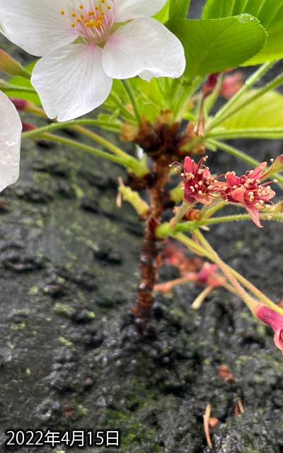 【武蔵小杉の桜(定点観測2022)】4月15日、昨日見てなかったし雨降りだったので、お花は落ちちゃったかな〜…と、思いつつ見に行ってみると…ほとんど変わってなかったヽ(^.^;)丿