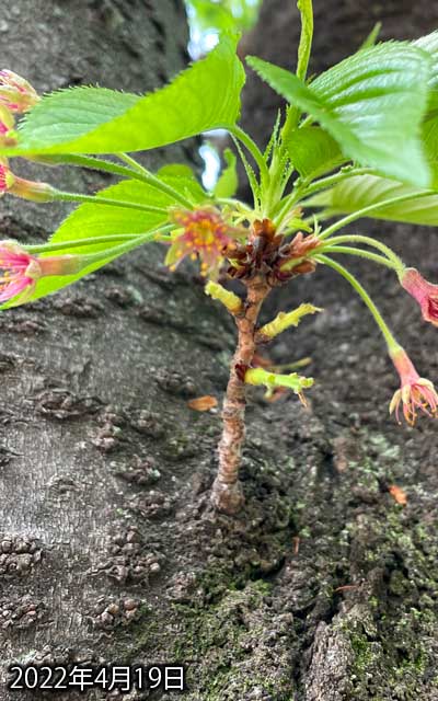 【武蔵小杉の桜(定点観測2022)】4月19日、花びらは全部落ちてしまったよーですヽ(^.^;)丿残ってる軸も、今日は風があったし、明日には取れちゃうかなーヽ(^.^;)丿