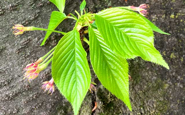 上から見た図w葉っぱがかなーり成長しとります、そろそろ今年の観察も終わりすかなぁ…