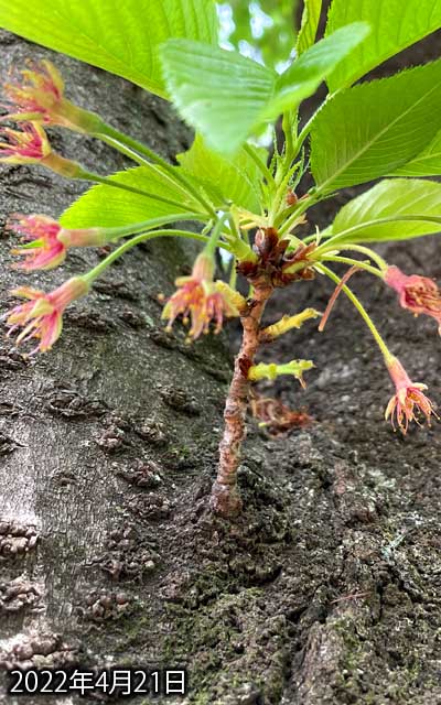 【武蔵小杉の桜(定点観測2022)】動画中に含まれていますが、一応今日の分のお写真も…トリミング位置が若干違います(^_^;)