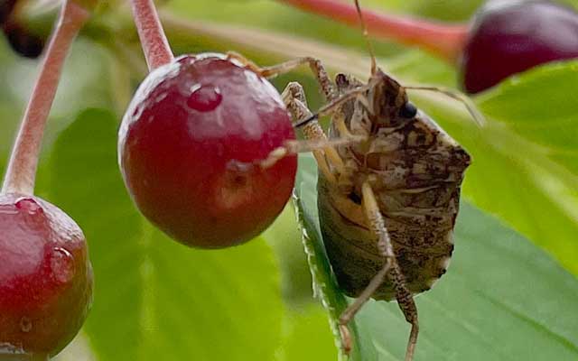 カメムシ食事中…か?(^_^;)桜の散った後に付いてた実を撮ったのですが、その時点では気付かず、よーく見たらカメムシ付きだったヽ(^.^;)丿実は固いと思うのだけど、口の管を突き刺してるよーに見えます(^_^;)