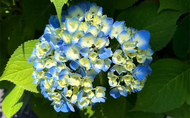 今月15日に撮った紫陽花と同じ株ですが別のお花、同じのはちょっと手前に色々あって撮れなかったけど、感じとしては同じ〜、それから10日程経ってますが、結構お花が開いてきたよーです(^_^;)