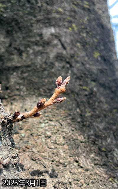 【武蔵小杉の桜(定点観測2023)】3月1日、半月くらい空いてしまったが…大きな変化は無いなぁ、このトコロは暖かいのに…(^_^;)