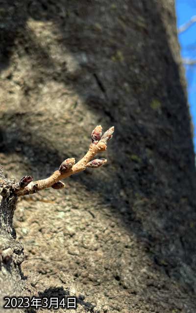 【武蔵小杉の桜(定点観測2023)】3月4日、暖かい日が続いてますが大きな変化は無いみたいで…開花はどーなるんだか…(^_^;)