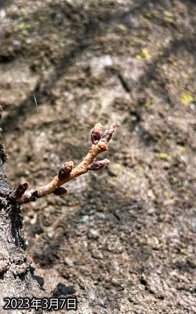 【武蔵小杉の桜(定点観測2023)】3月7日、昨日の今日なので変化はナシ、お医者行くついでに撮ってったw