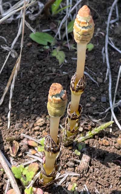 近所の植え込みにもありました、この脇を車がビュンビュン走ってるのに健気よのぉ…(^_^;)