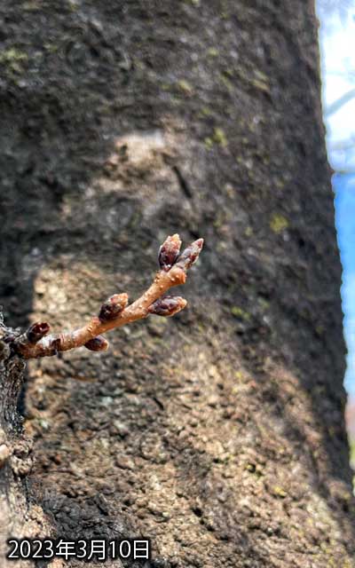 【武蔵小杉の桜(定点観測2023)】3月10日、観察対象には大きな変化は見られないのだけど、周囲の他の木には大きな変化が…ヽ(^.^;)丿