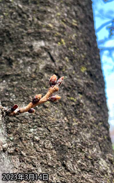 【武蔵小杉の桜(定点観測2023)】3月14日、少しだけ先が緑っぽくなったよーな気もするが…大きな変化は無いなー(^_^;)