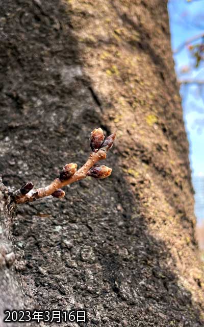 【武蔵小杉の桜(定点観測2023)】3月16日、やはり上側のは少し出っ張ってきているよーですが、周囲と比べたら全然…(^_^;)